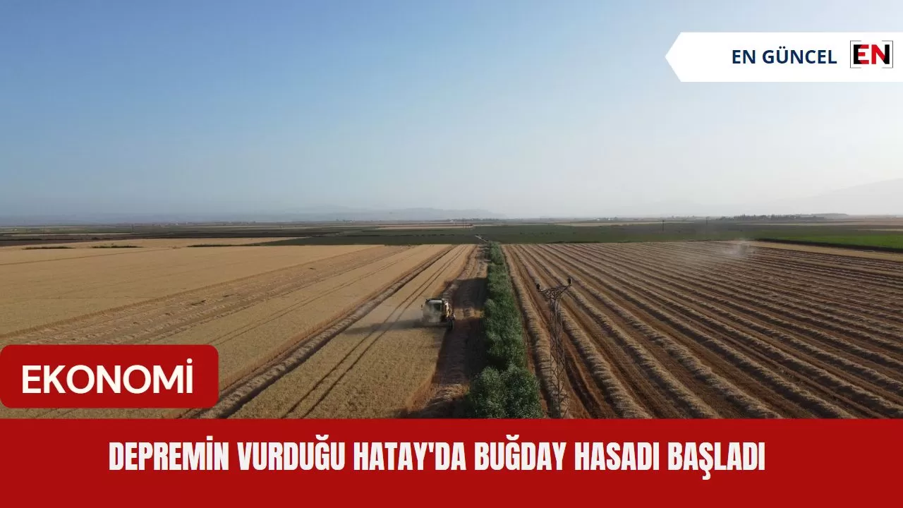 Depremin vurduğu Hatay'da buğday hasadı başladı