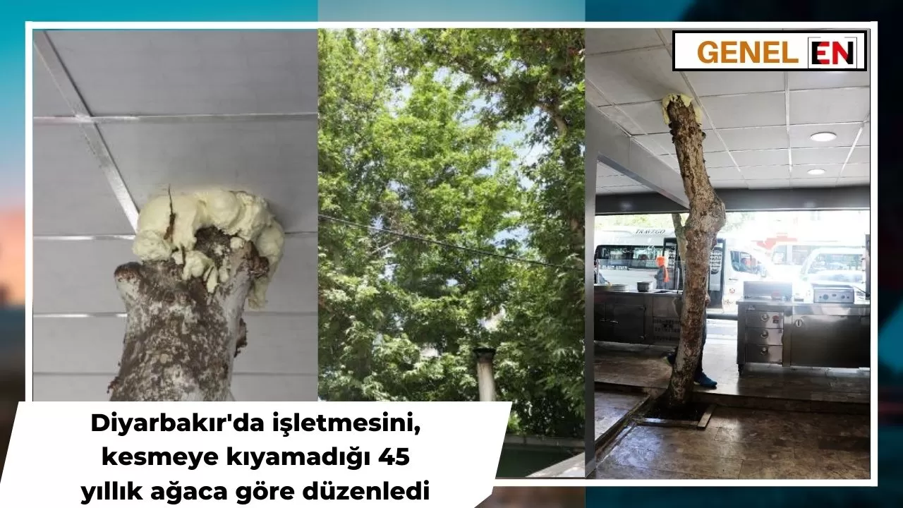 Diyarbakır'da işletmesini kesmeye kıyamadığı 45 yıllık ağaca göre düzenledi