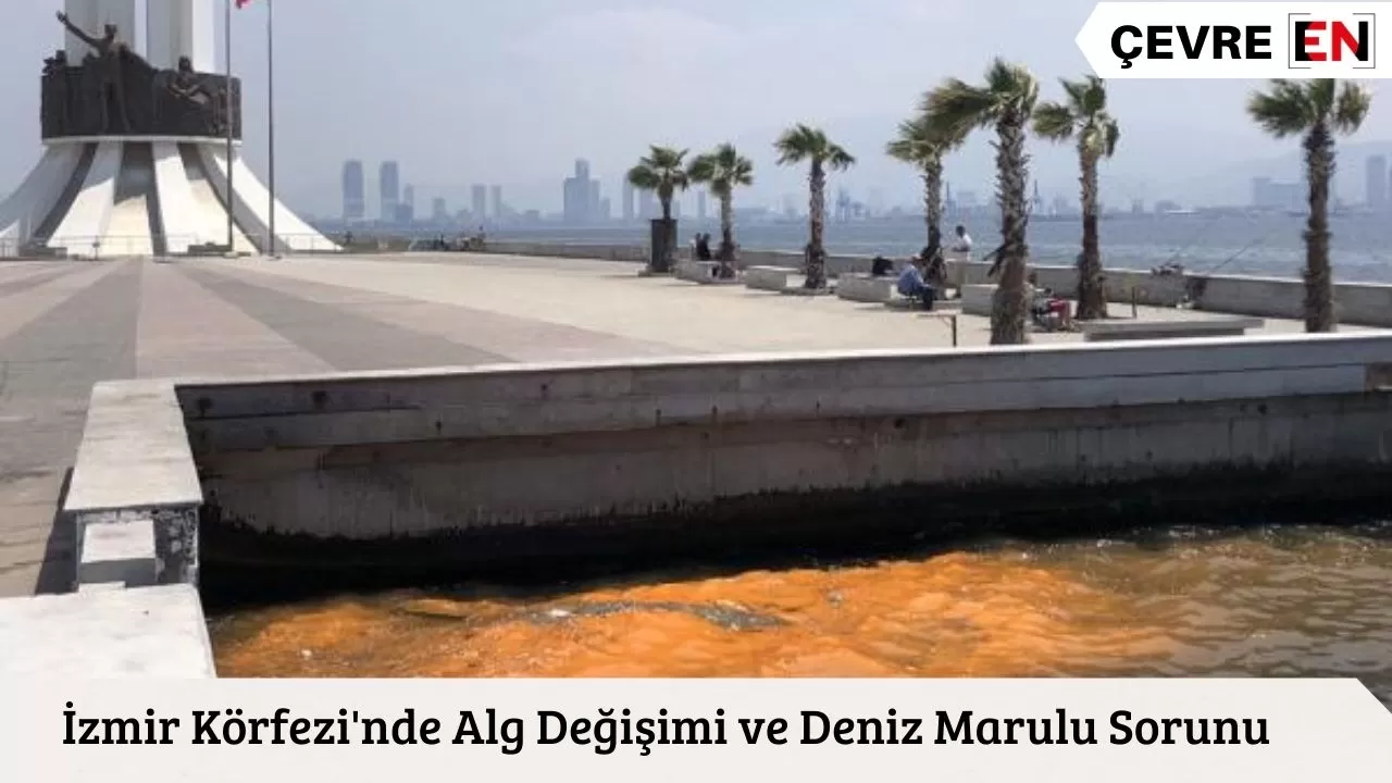 İzmir Körfezi'nde Alg Değişimi ve Deniz Marulu Sorunu