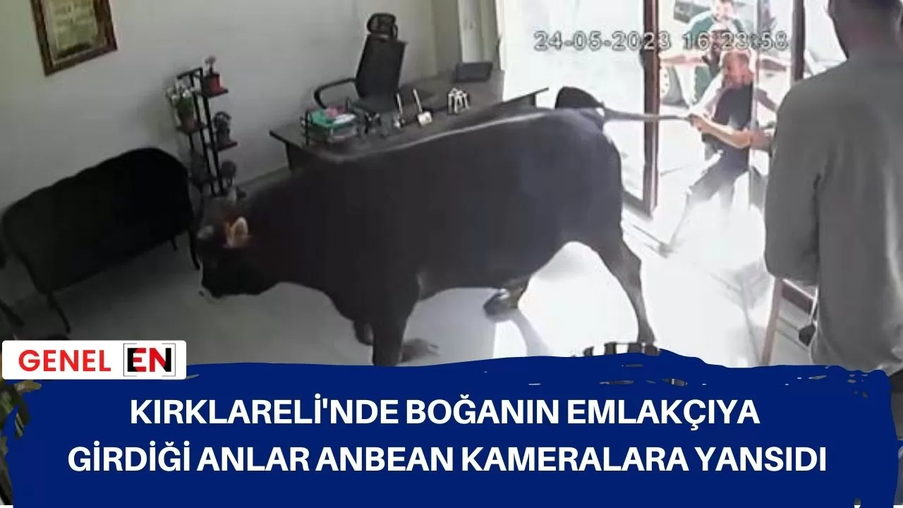 Kırklareli'nde boğanın emlakçıya girdiği anlar anbean kameralara yansıdı