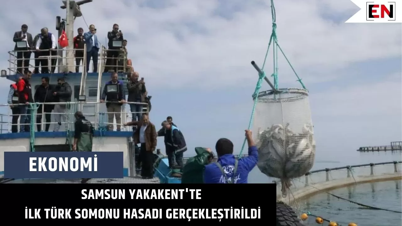 Samsun Yakakent'te ilk Türk somonu hasadı gerçekleştirildi