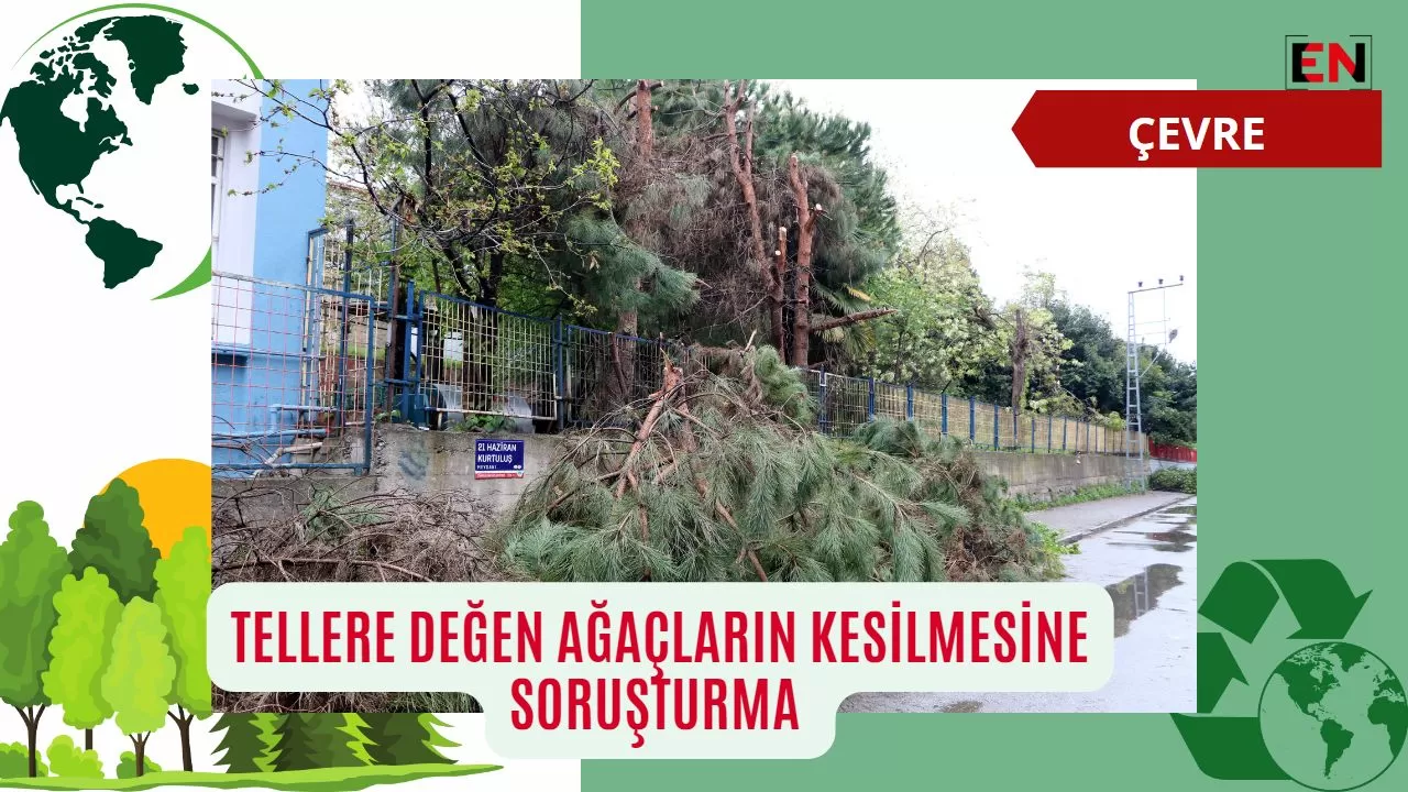 Tellere Değen Ağaçların Kesilmesine Soruşturma