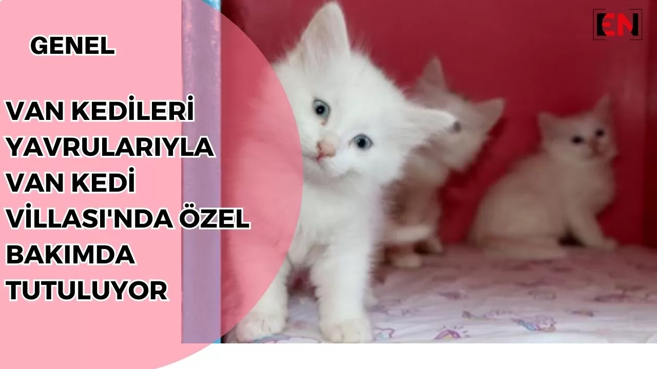 Van Kedileri Yavrularıyla Van Kedi Villası'nda Özel Bakımda Tutuluyor