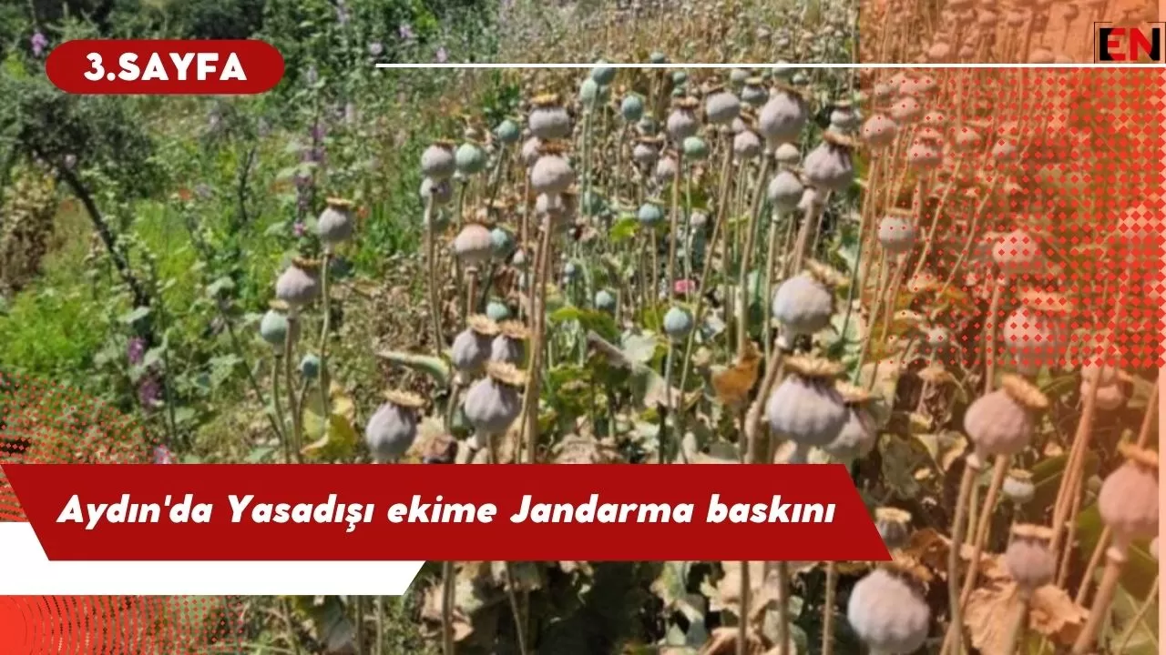 Aydın'da Yasadışı ekime Jandarma baskını