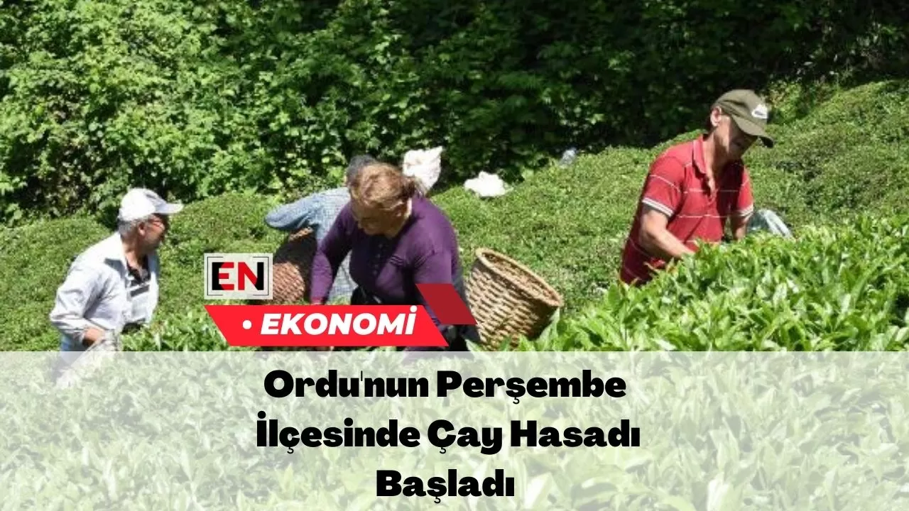 Ordu'nun Perşembe İlçesinde Çay Hasadı Başladı