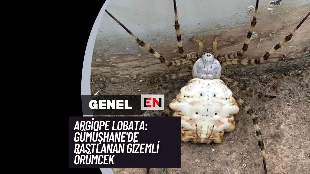 Argiope Lobata: Gümüşhane'de Rastlanan Gizemli Örümcek