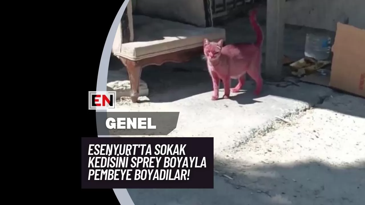 Esenyurt'ta Sokak Kedisini Sprey Boyayla Pembeye Boyadılar!